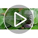 Professional Aroid Soil Mix Large 2.2 Quarts Ready to Use, Premium Potting Soil for Aroid Plants Monstera Philodendron Indoor Plants, Peat Moss Coco Coir Perlite Dolomite Made in USA - view 7