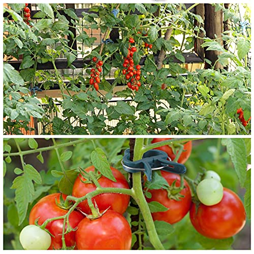 Plant Support Clips, 80 PCS Gentle Flower Plant Clamps for Supporting Vine Climbing Plants, Gardening Lever Loop Gripper Clips Help Stems Vines Grow Straight Upright, 2 Sizes in one Pack - view 3