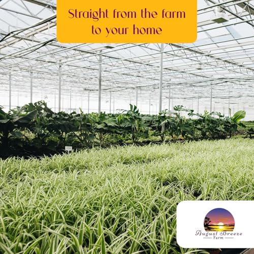 Spider Plant Variety Pack 4 Live Plants Ocean Hawaiian Green Bonnie - view 6