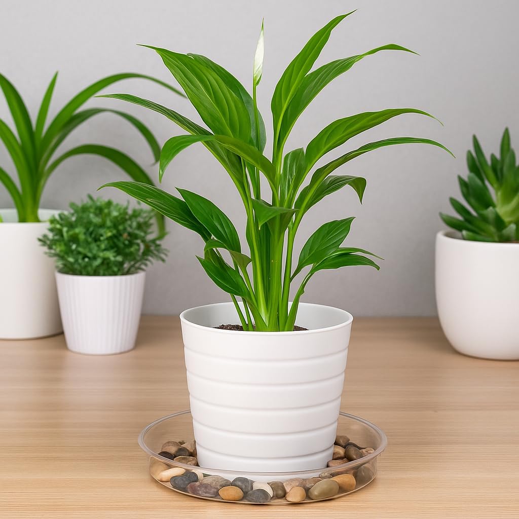 24 Pack Clear Plant Saucer Drip Trays, 6/8/10/12 Inch Plastic Plant Water Catcher Trays Flower Pot Saucers for Indoor Outdoor Plants, Round, 4 Sizes - view 5