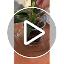Organic Monstera Potting Soil, Quick-Draining Aroid Mix, Large 7.5L Bag - view 7