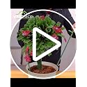 24 Pcs Plant Support Stakes, Half Round Plant Support for Indoor Plants, Stackable Garden Flower Support, Plant Stakes for Tomato, Monstera, Peony, Hydrangea Climbing Plants (6.2 "Wide X 11.6" High) - view 7