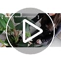 2Pcs 28'' Moss Pole Monstera Plant Support - Plant Stakes for Indoor Plants - view 7