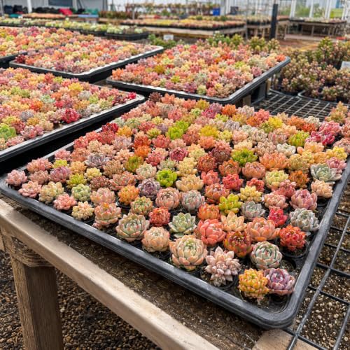 12 Pack Succulents Plants Live, Assorted Mini Succulents Bundle, Easy Care Bare Root Succulent Plants for Indoor Outdoor Decor, Home Office Desk, Terrarium DIY, Gift for Plant Lovers - view 3