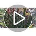 400PCS Plant Clips, Orchid Clips Plant Orchid Support Clips Flower and Vine Clips for Supporting Stems Vines Grow Upright Dark Brown - view 7