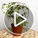 Hoya Trellis for Indoor Plants - 3PCS Stylish Metal Plant Supports - view 7