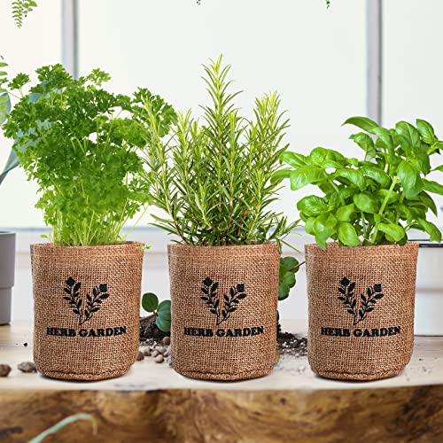 5 Herb Seeds Garden Starter Kit with Complete Planting Kit & Wooden Flower Box, Growing into Basil, Parsley, Rosemary, Thyme, Mint for Kitchen Windowsill Herb Garden DIY - view 6