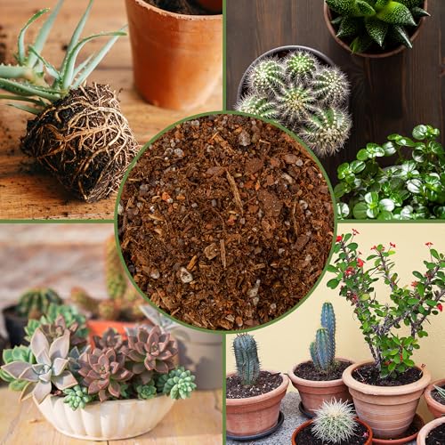 Cactus and Succulent Potting Mix (8 Quarts) Special Blend-Fast Draining and Desert-Style Gritty - view 6