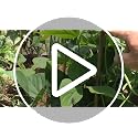 50Pcs Garden Stakes, 0.32”/16 Inch Bamboo Sticks，Natural Plant Stakes for Indoor and Outdoor Plants，Poles for Tomatoes, Beans, Potted Plants - view 7