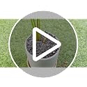 7lb Black Lava Rock for Plant, 1/8-1/4 inch Horticultural Volcanic Rock Soil for Decorative Landscaping Bonsai, Cacti, Succulents Plants Top Dressing for Release Excess Water - view 7