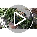 Watering Can for Seedlings,0.45L (Brown) - view 7
