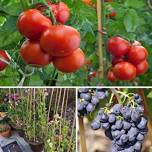 40 Pack Bamboo Stakes for Plant 5 Feet(57.5inch), Bamboo Sticks Plant Support Garden Stakes Poles with 200pcs Twist Ties for Tomatoes, Beans, Potted Plants, Indoor and Outdoor Climbing Plants - view 4