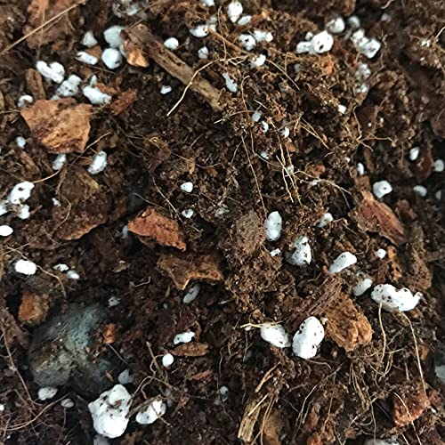 Bromeliad and Jewel Classic Potting Soil Mix - Junior Bag - view 4