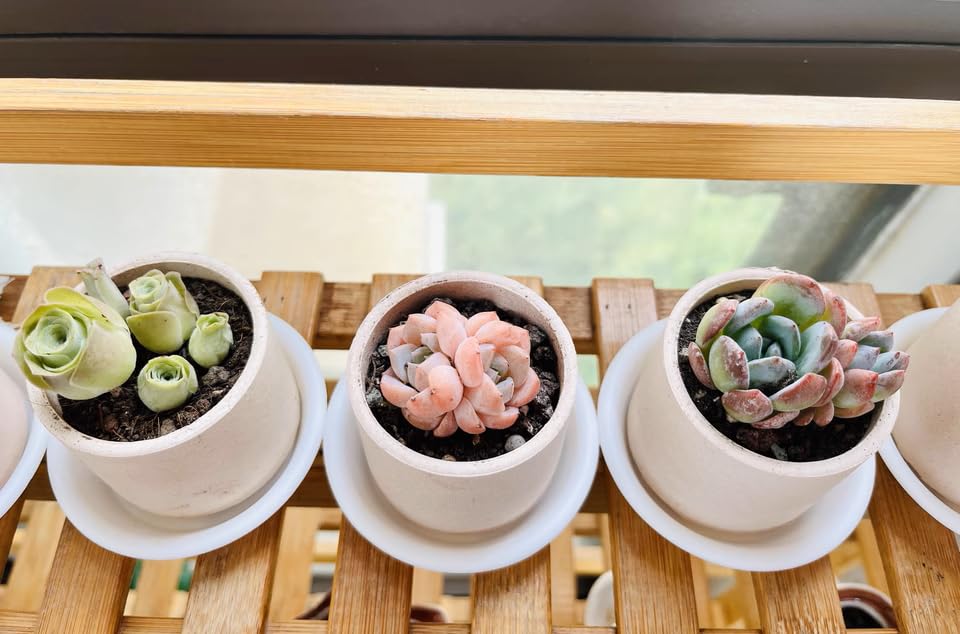 6 Pack 2.5 inch Plant Saucers Flower Pot Trays, Plastic Planter Drip Tray - view 4