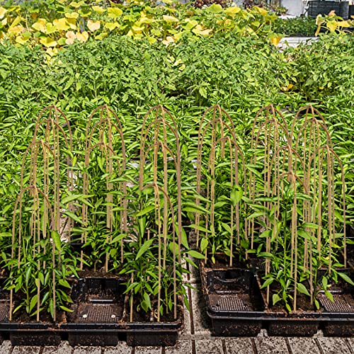 20 Pack Bamboo U Trellis Support, 16 Inch U Loop Plant Stake Arch Garden Trellis for Potted Plants, Climbing Flowers and Vines, Ivy, Outdoor Planting - view 7
