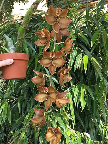 Orchiata Pine Bark for Orchids, Aroids and Tropicals - Power Grade (Medium Nuggets 9-12mm 3/8”-1/2”) - 1 Gallon - view 6