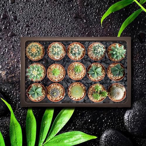 2 Packs Bonsai Humidity Plant Tray Drip Trays, Square Plastic Pot Saucer Draining Tray for Indoors Outdoors for Cactus, Succulents, Bonsai Tree, Stone to Drain, Protect, Decorate(11.4*8.4Inch) - view 7