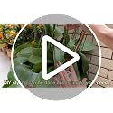10Pcs Plant Stakes, 15IN Orchid Support Stakes for Indoor Plants - view 7