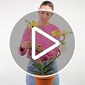 Plant Tape 10 ft, Reusable Hook & Loop Ties for Climbing Plants - view 7