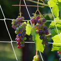 Polyester Trellis Netting Garden Plant Climbing Support Mesh for Vine Vegetables and Flowers