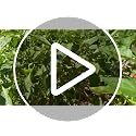 ONE-WRAP Garden Ties, for Plant Support, 50 Ft x 1/2 in - view 7