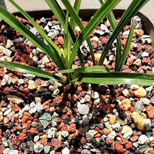 Mix Horticultural Lava Rock Pebbles Pumice Potting Soil Amendment Succulent Cactus Bonsai Gritty Rock Decorative Gravel Plant Drainage Volcanic for Terrarium Fairy Gardening Top Dressing 6lb - view 6