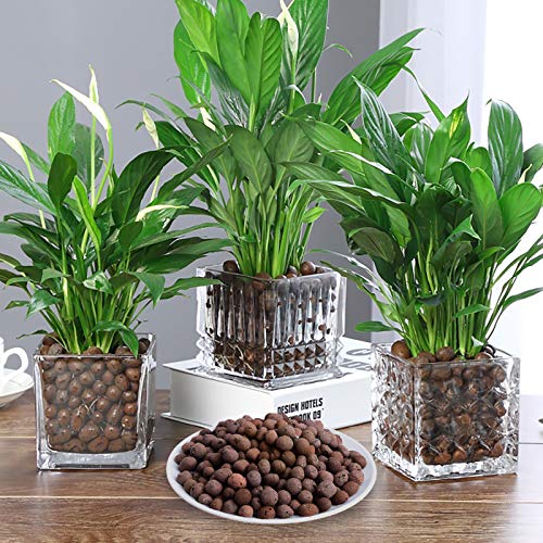 2LBS Leca Expanded Clay Pebbles Hydroponics Supplies for Indoor Garden Plants (2LBS) - view 4