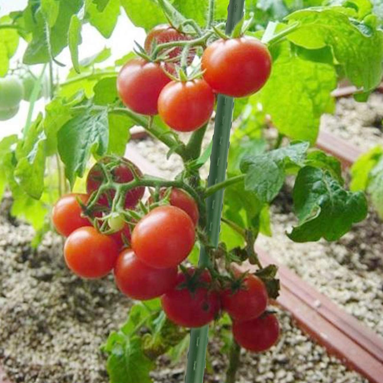 25 PCS 48" Plant Stakes Garden Tomato Sticks for Outdoor Plants | Metal Garden Stakes With Green Weather-Resistant Coating Support Tomato Plants, Vegetable Climbing Plants For Outdoor Gardens - view 4