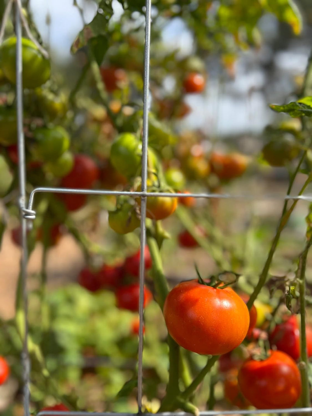 Happy Trees Large Heavy Duty Folding Tomato Cages, 3-Pack, Made in USA | Support Trellis for Climbing Vegetables and Plants, 18" x 18" x 58", Thick Gauge Galvanized Steel, Collapsible Easy Storage - view 6