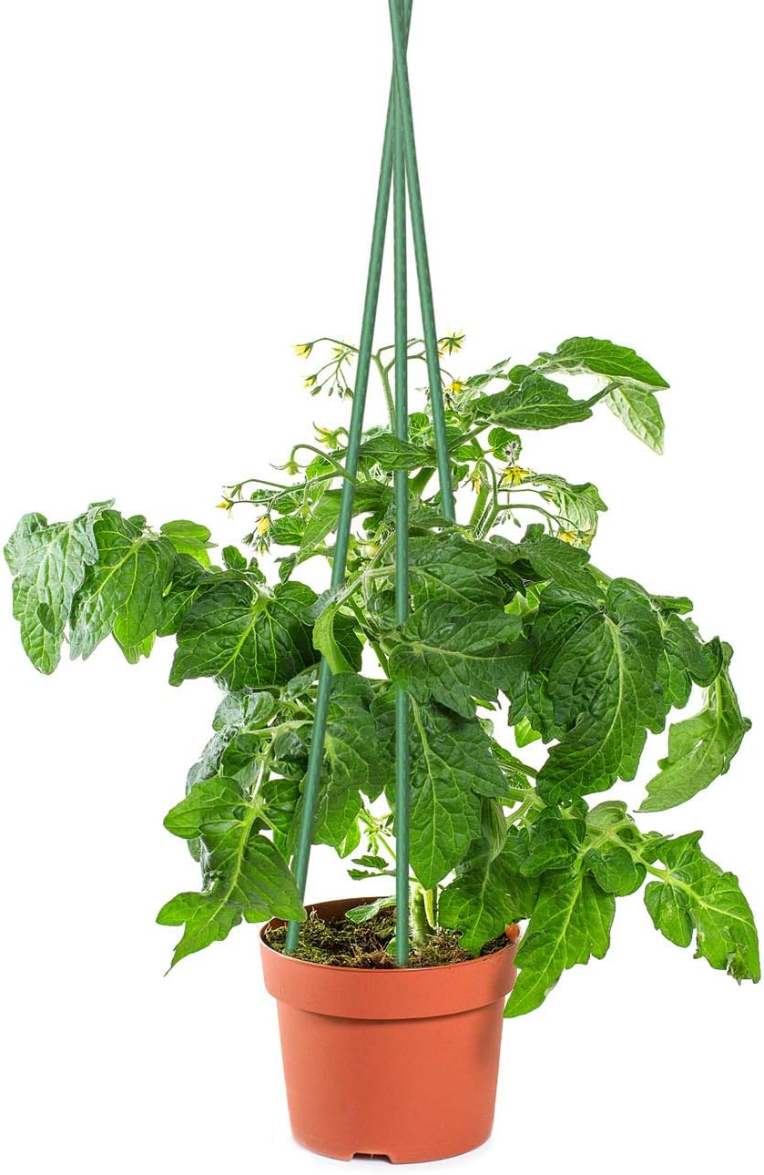 25 PCS 48" Plant Stakes Garden Tomato Sticks for Outdoor Plants | Metal Garden Stakes With Green Weather-Resistant Coating Support Tomato Plants, Vegetable Climbing Plants For Outdoor Gardens - view 2
