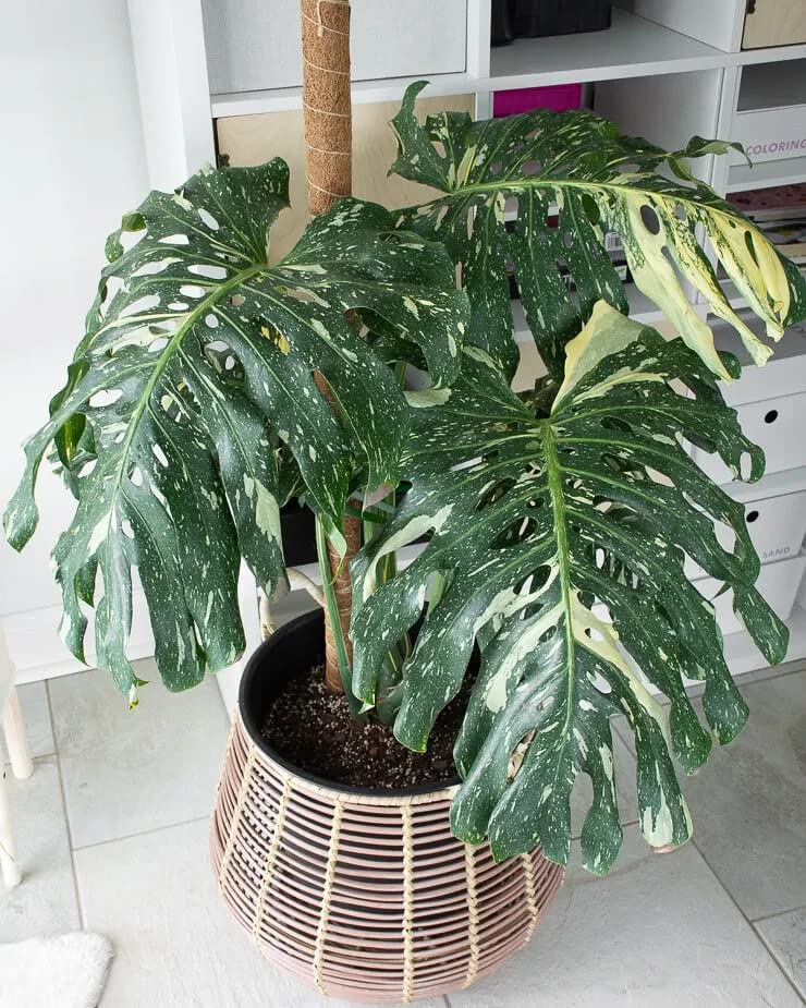 Thai Constellation Monstera Soil Mix - Specially Formulated for Strong Root Development - 2 Quart - view 5