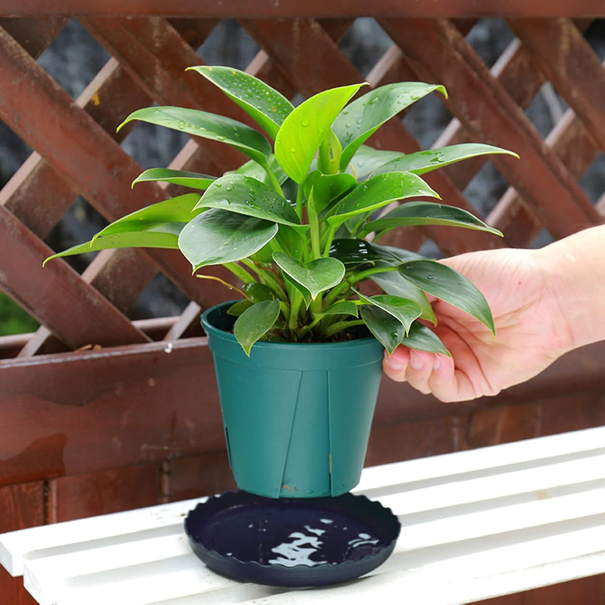 12pcs plant saucer, 6 8 10 inch durable plastic plant tray, black round plant pot saucers, drip tray for indoor and outdoor garden - view 4