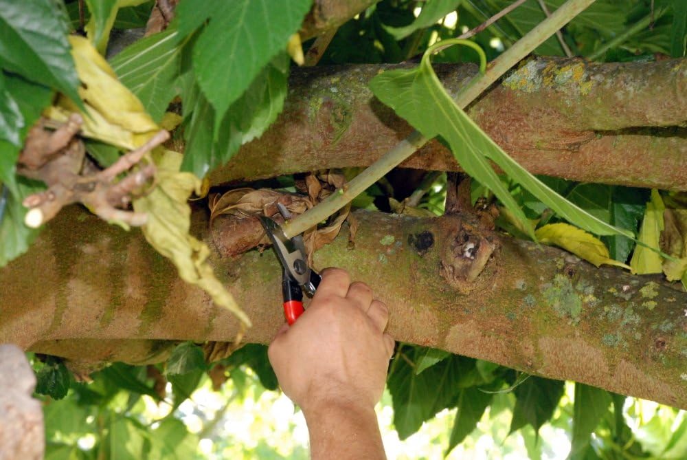 Pruning Shears Unique 8.3 inches (210 mm) (Blister) No. 104 - view 8