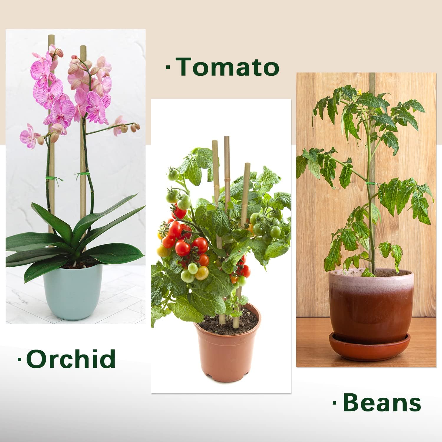 Plant Stakes,18 Inches Natural Garden Bamboo Sticks, 20Pcs Plant Support Stakes for Tomatoes,Beans,Vegetable and Potted Plants | with 20Pcs Green Ties, Bamboo Sticks for Plants,Garden Stakes for Plants,Tomatoes, Beans, Vegetable and Potted Plants - view 3