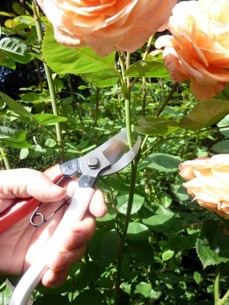 Pruning Shears Unique 8.3 inches (210 mm) (Blister) No. 104 - view 7