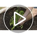 Garden Stakes 48 inch 4ft Sturdy Tomato Stakes, Plant Stakes for Outdoor Plants, Metal Plant Support Sticks for Gardening, Pack of 30 - view 7