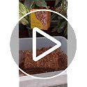 Coco Husk Chips 2s Brick Expands Upto 14 Quarts Coconut Coir Chip 2.2lb, Perfect for Plants, Gardening, Potting Soil Mix, Orchid Bark Alternative-OMRI Certified, Low EC, Balanced pH - view 7