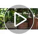 Cactus, Palm & Citrus Potting Mix, 8 qt. - view 7