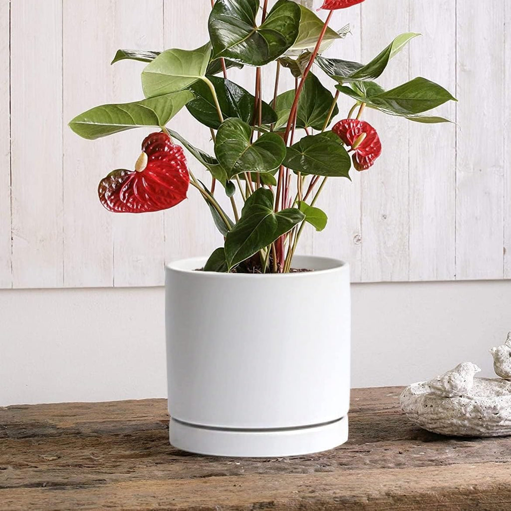Ceramic Plant Saucer Tray 2 Pcs 6.4 Inch White, 6.4" OD x6.02 ID x0.9 Deep| Fits Flower pots Bottom≤ 6", Heavy Duty Glazed Round Planter Drip with Catch Basin for Indoor Outdoor Plants - view 6