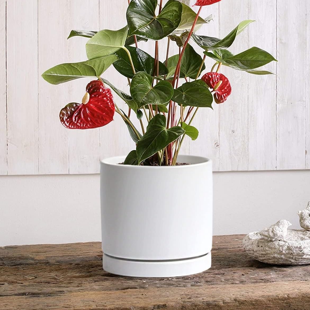 Ceramic Plant Saucer Tray 2 Pcs 6.4 Inch White, 6.4" OD x6.02 ID x0.9 Deep| Fits Flower pots Bottom≤ 6", Heavy Duty Glazed Round Planter Drip with Catch Basin for Indoor Outdoor Plants - view 6