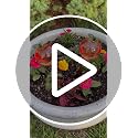Glass Plant Watering Globes, Peaches - view 7
