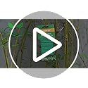Plant Ties - 32.8ft Soft Twist Ties Green TPR Garden Ties Supply, for Supporting Plants Tomatoes Office Home Organizing - view 7