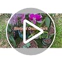 2qt Orchid Bark Horticultural Grade- Natural Mulch for Potted Plants, Root Development of Orchid Plants and Garden Soil Amendment Mix - view 7
