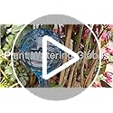 Self Watering Globes for Plant, 10pcs Auto Watering Bulb for Indoor Outdoor - view 7