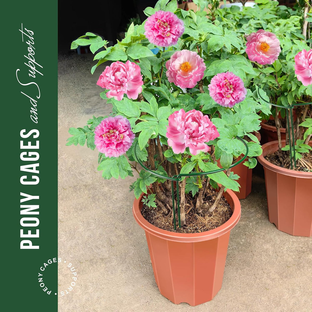 Plant Support Plant Stakes, 6pcs Peony Cages and Supports, Metal Garden Stakes Plant Supports, Plant Support Stakes, for Peony, Tomato, Hydrangea, Indoor Outdoor Plants, 10" W x 15.8" H - view 2