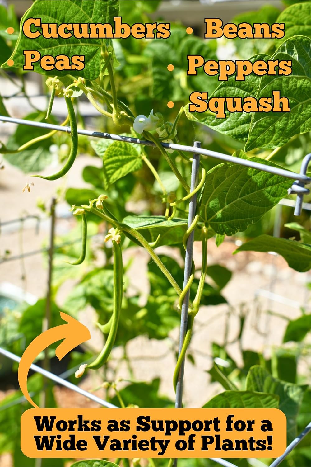 Happy Trees Large Heavy Duty Folding Tomato Cages, 3-Pack, Made in USA | Support Trellis for Climbing Vegetables and Plants, 18" x 18" x 58", Thick Gauge Galvanized Steel, Collapsible Easy Storage - view 5