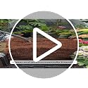 Coco Coir Brick 10 LB, Coconut Coir for Plants - Expands to 75 Quarts - view 6