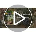 Ultimate Medicinal Herb Seeds, 36-Variety Heirloom Non-GMO Pack - view 7
