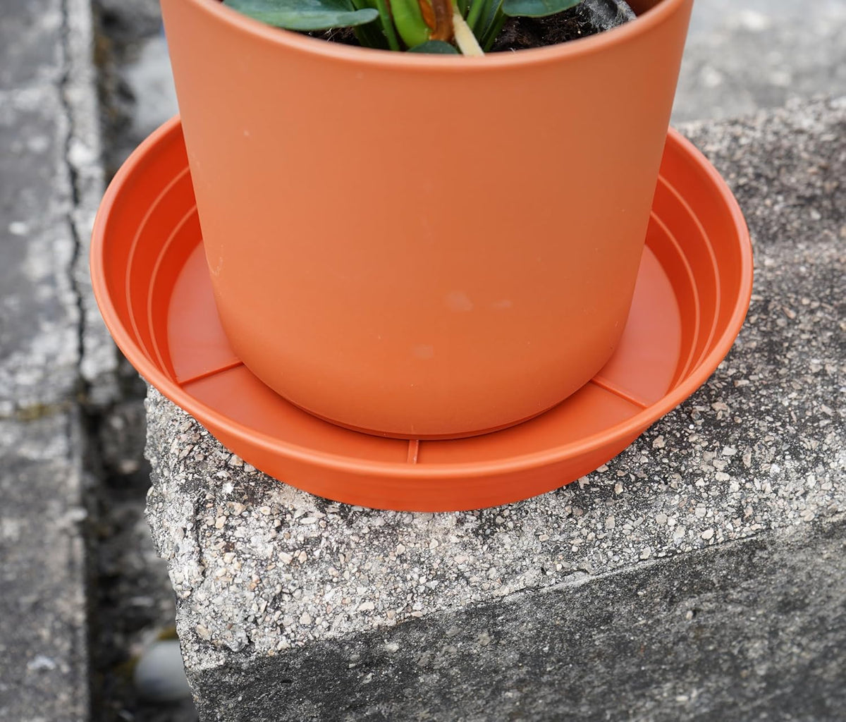 Plant saucer 6 inch 4 pack 6 8 10 12 14 16 18 20 25, plastic plant trays for pots, extra-deep plant water tray, bird bath bowl, heavy flower plant saucers indoors and outdoor no holes 6in-4 red - view 4