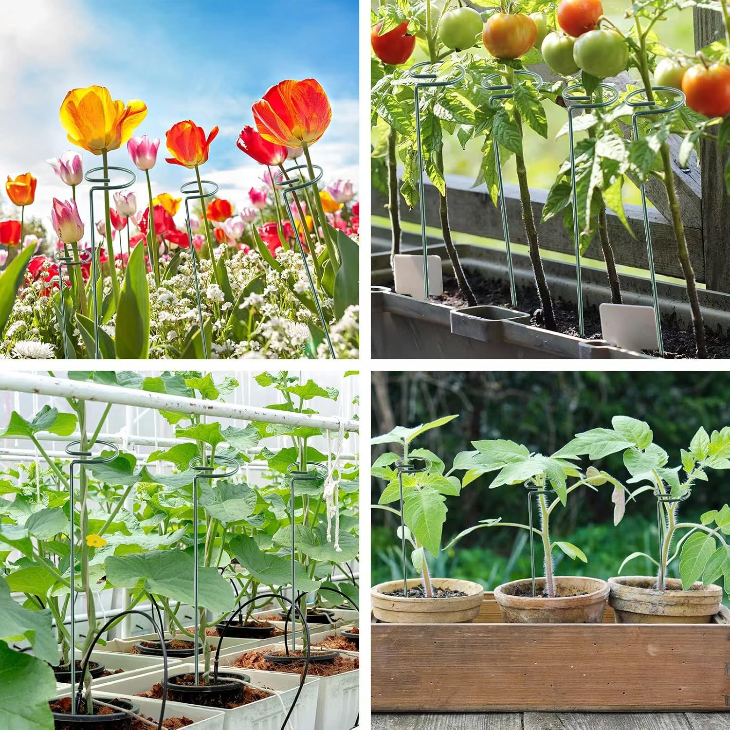 12 Pack 16 Inch Plant Support Stakes, Metal Single stemmed Flower Support Hoops，Garden Plant Stakes Plant Prop for Amaryllis Orchid Lily Rose Peony Tomatoes Gladiolus - view 5